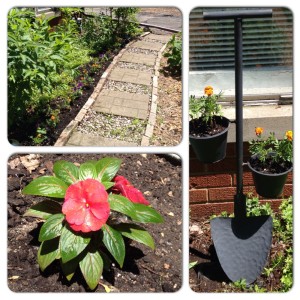 Some of the flowers I planted